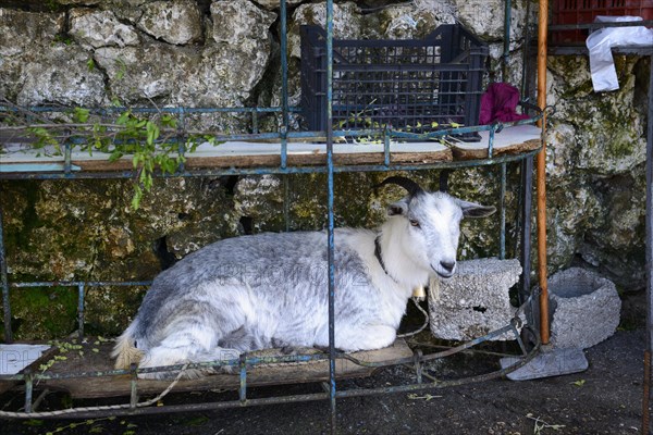 Domestic goat in shelf