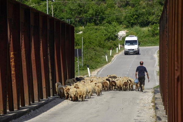 Flock of sheep and car