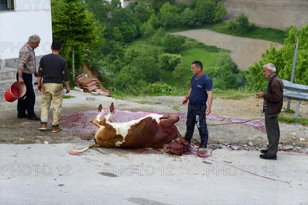 Slaughtering a cow on the road