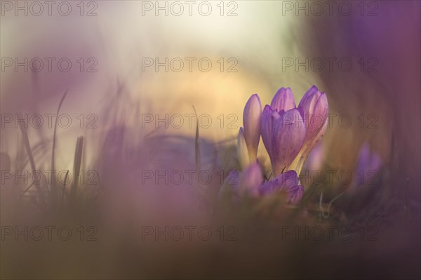 Autumn crocus (Colchicum autumnale)