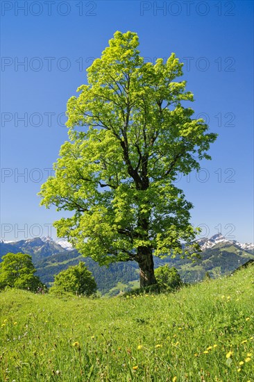 Freestanding sycamore in mountain spring