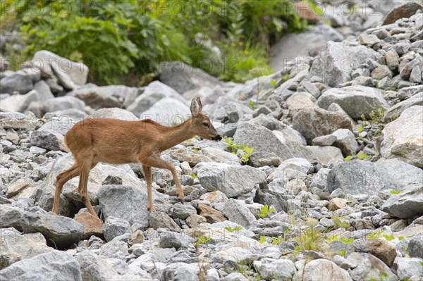 European roe deer (Capreolus capreolus) crossing scree field on mountain slope