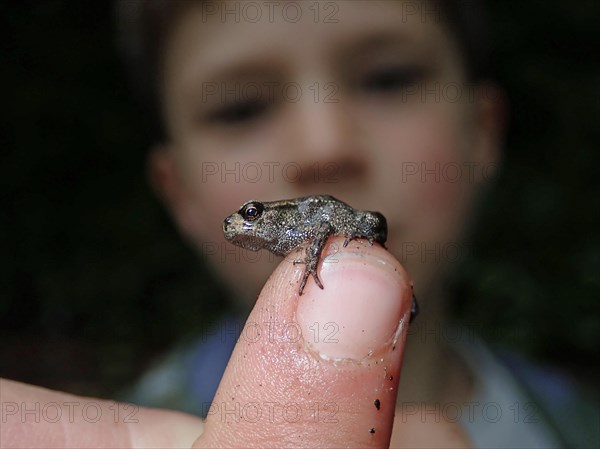 Small Common frog (Rana temporaria)