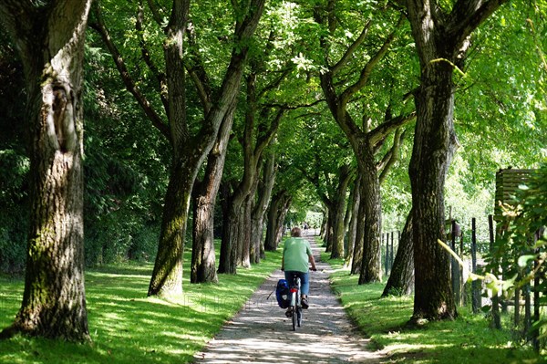 Cyclist on avenue at Lohrberg