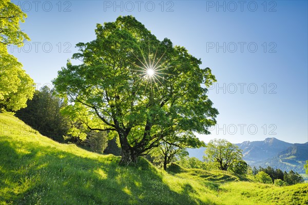 Sun shining through sycamore maple forming sun star