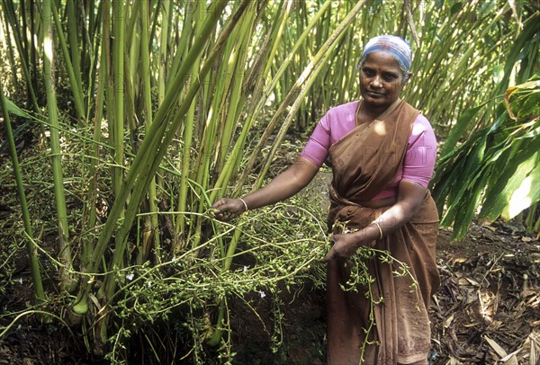 Removing cardamom (Elettaria cardamomum) in Vandanmedu