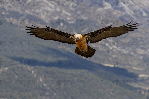 Bearded vulture (Gypaetus barbatus) adult in flight off Bergen