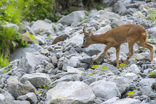 Roebuck (Capreolus capreolus) crossing scree field on mountain slope