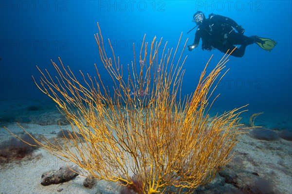 Atlantic shrub gorgonian (Muricea atlantica)