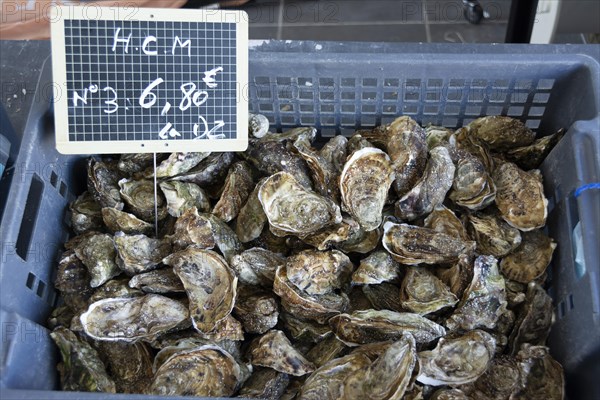Oysters in a market