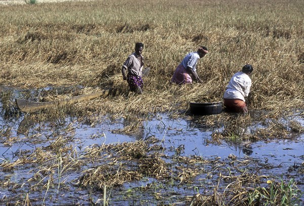 Harvesting paddy