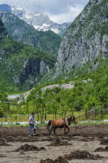 Farmer spreading manure in the field with horse