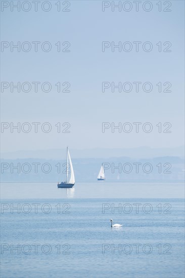 Two sailing boats and a mute swan on shimmering blue Lake Constance in sunny weather and blue sky in summer