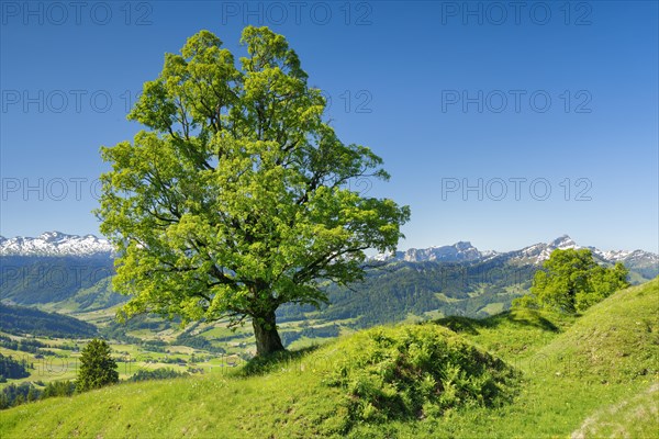 Freestanding sycamore in mountain spring