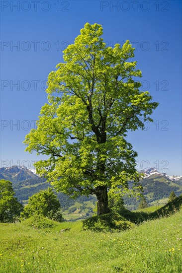 Freestanding sycamore in mountain spring