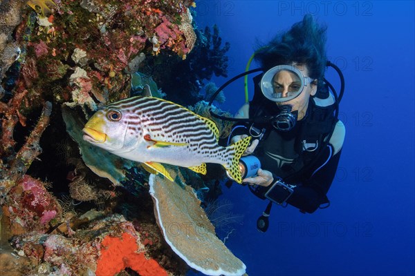 Diver looking at Diagonal banded Sweetlip (Plectorhinchus lineatus)