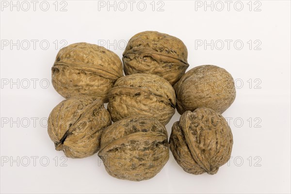 Persian walnut (Juglans regia)