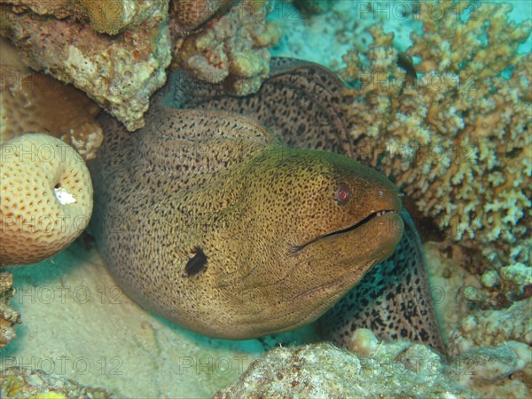 Giant Moray (Gymnothorax javanicus) moray