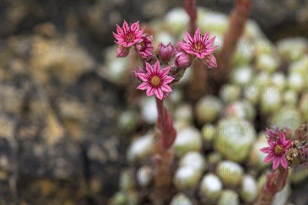 Flowers of Common Houseleek (Sempervivum tectorum)