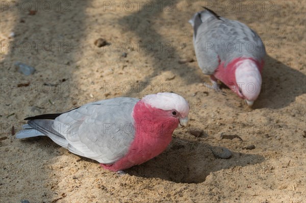 Galahs (Eolophus roseicapilla)