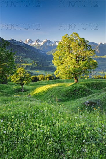 Sycamore maple in front of snow-covered Churfirsten at sunrise in mountain spring near Ennetbuehl in Toggenburg