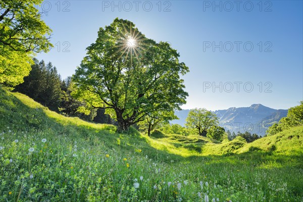 Sun shining through sycamore maple forming sun star