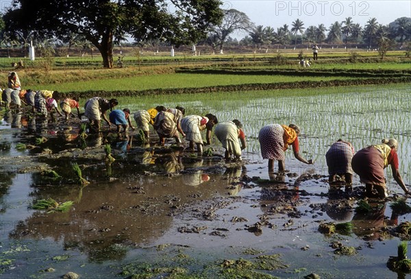 Rice paddy seedlings transplanting the field