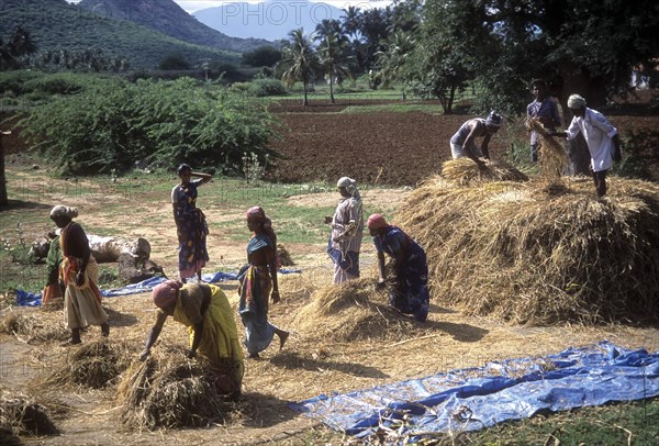 Threshing rice sheaves