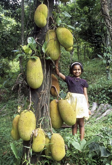 Jackfruit Tree (Artocarpus heterophyllus) at Mukkali near silent valley