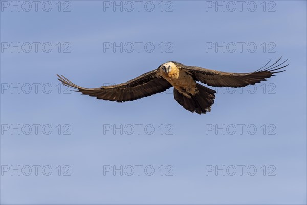 Bearded vulture (Gypaetus barbatus) adult in flight against the blue sky