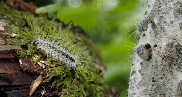 Caterpillars of the Oak Processionary Moth (Thaumetopoea processionea)