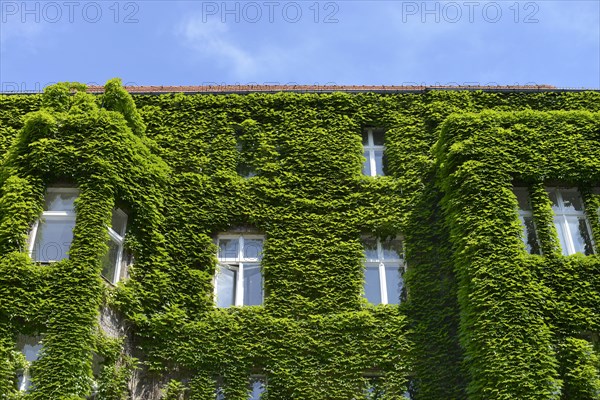 Facade greening