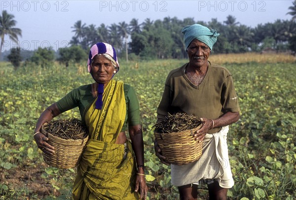 Holding harvested green gram (Vigna radiata) in a basket linn