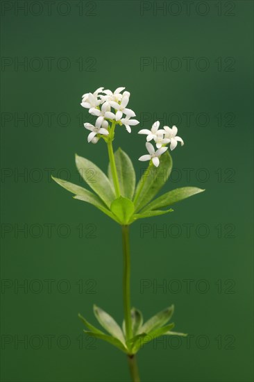 Woodruff (Asperula odorata)