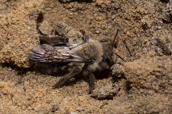 Grey-backed Mining-bee (Andrena vaga)