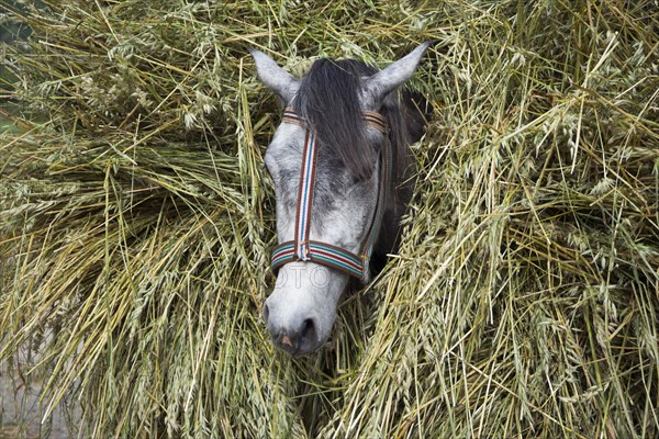 Horse loaded with grain stalks