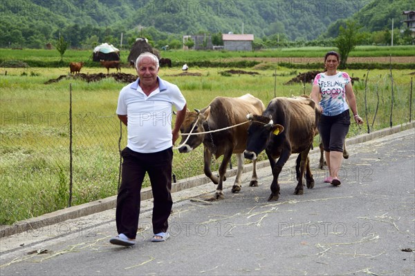 Man and woman with cows