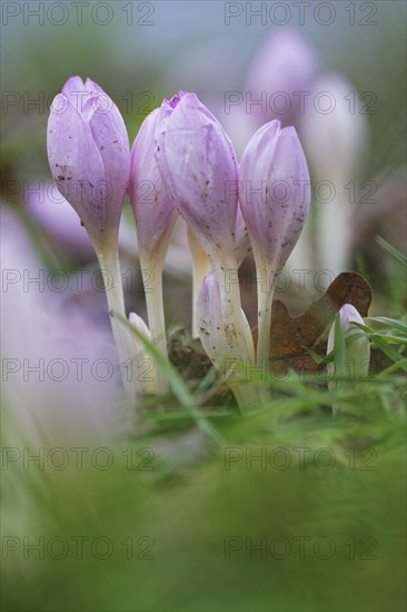 Autumn crocus (Colchicum autumnale)