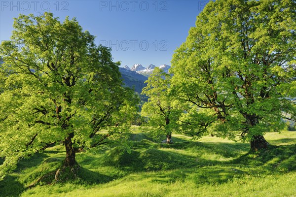 Sycamore maple grove in mountain spring with snow-capped Churfirsten peaks in the background