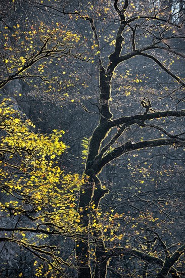 Autumn in Guam gorge