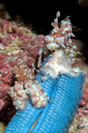 Pair of Eastern harlequin shrimp (Hymenocera picta) eating blue Linckia (Linckia laevigata)