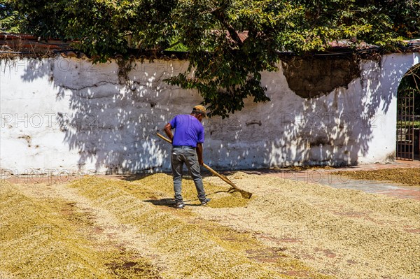 Coffee beans being laid out to dry