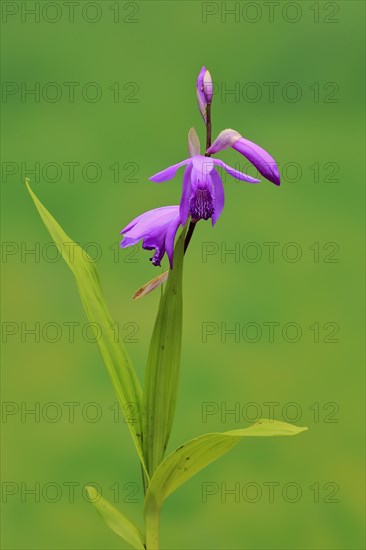 Chinese ground orchid (Bletilla striata)