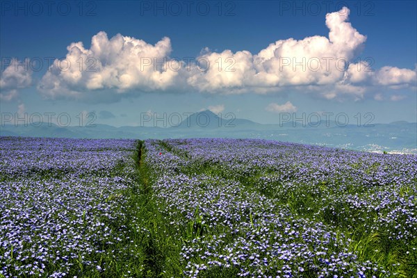 Flax (Linum usitatissimum) field in flower