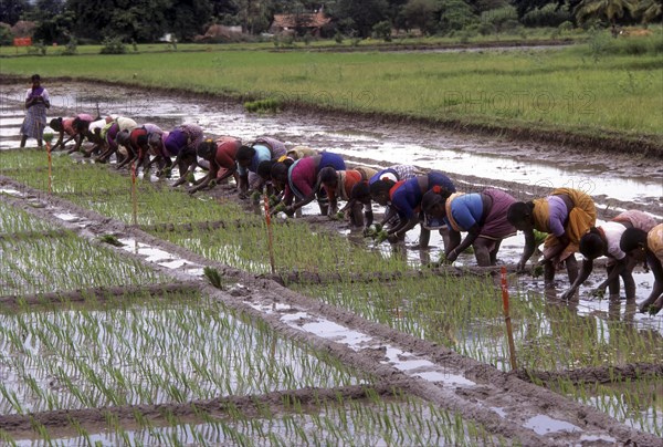 Rice paddy seedlings transplanting the field