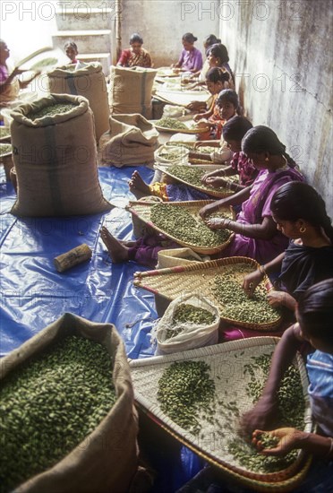 Winnowing and cleaning the cardamom at Bodinayakanur