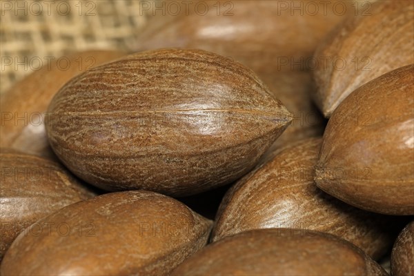 Pecan (Carya illinoinensis)