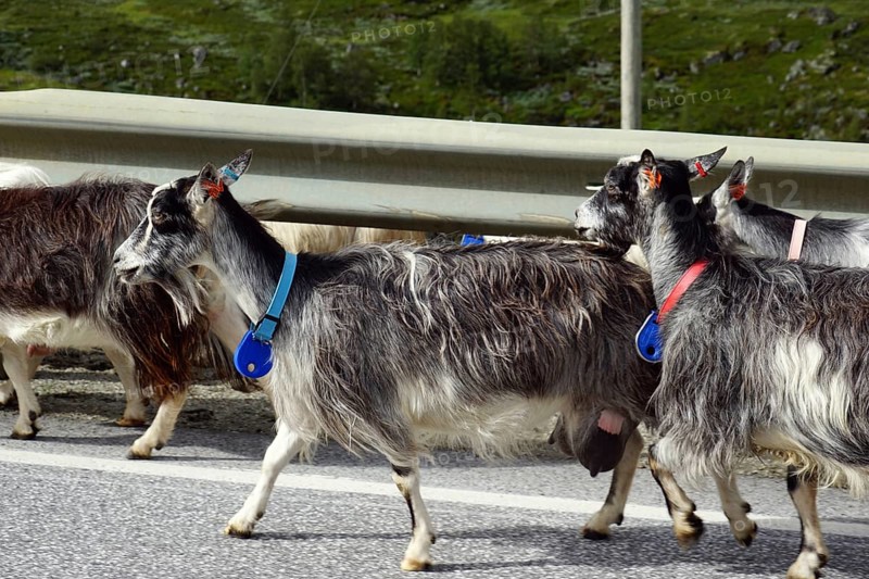 Goats on the road - Photo12-imageBROKER-G. Thielmann