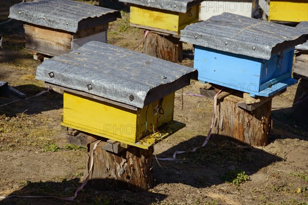 Beekeeping