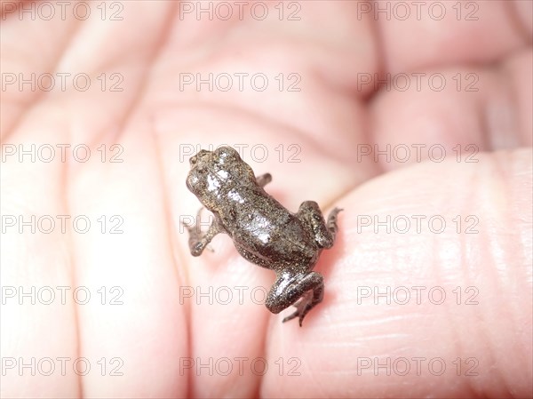 Small Common frog (Rana temporaria) on the hand of a human